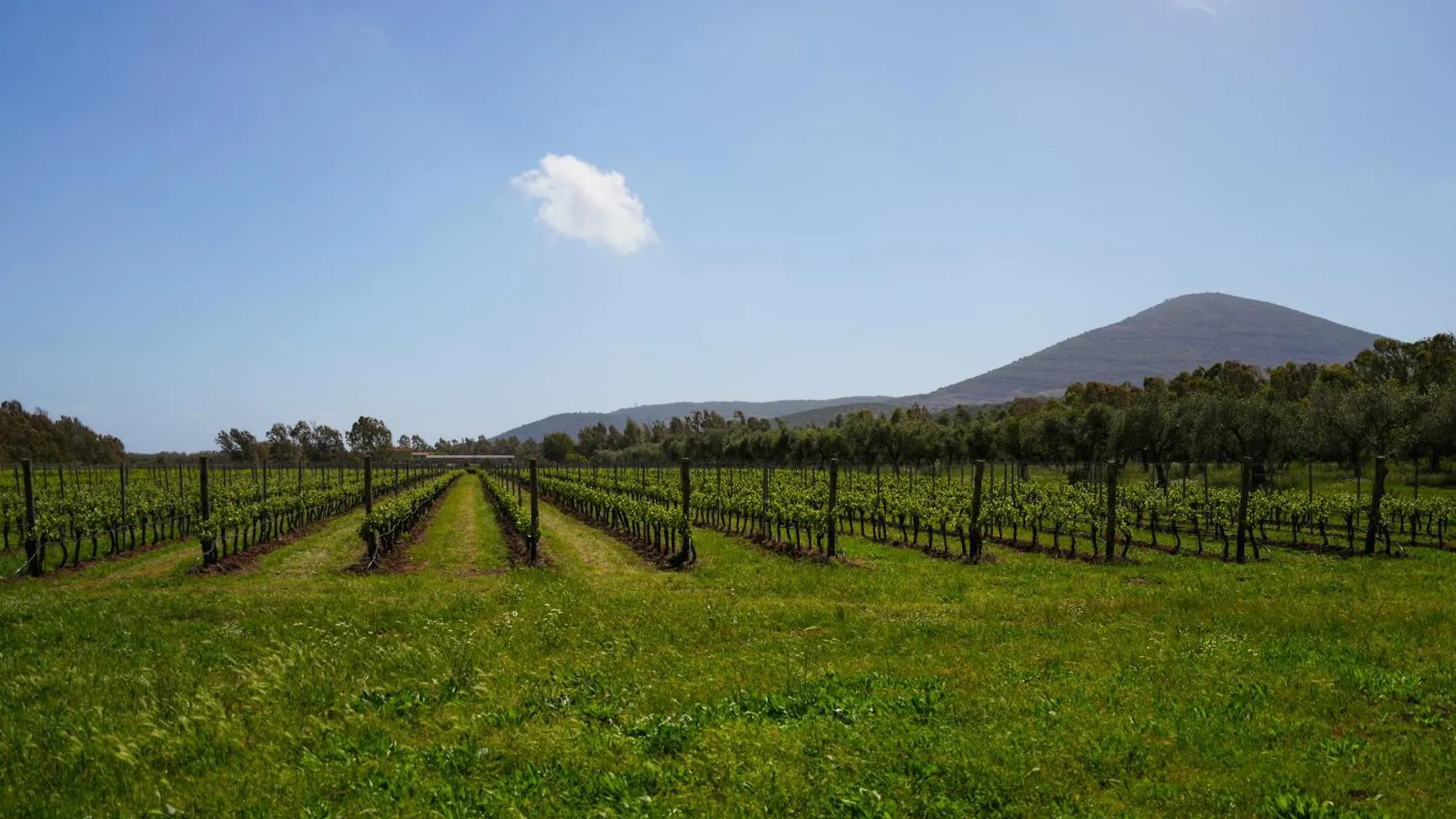 Agriturismo Casale Degli Ulivi Alghero سانتا ماريا لا بالما مزرعة للإقامة